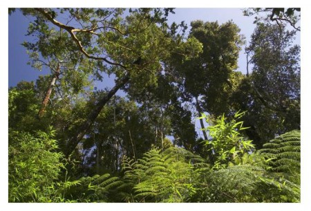 Bosque Siempreverde